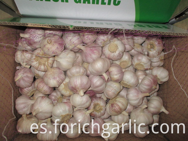 2019 Best Quality Normal White Garlic